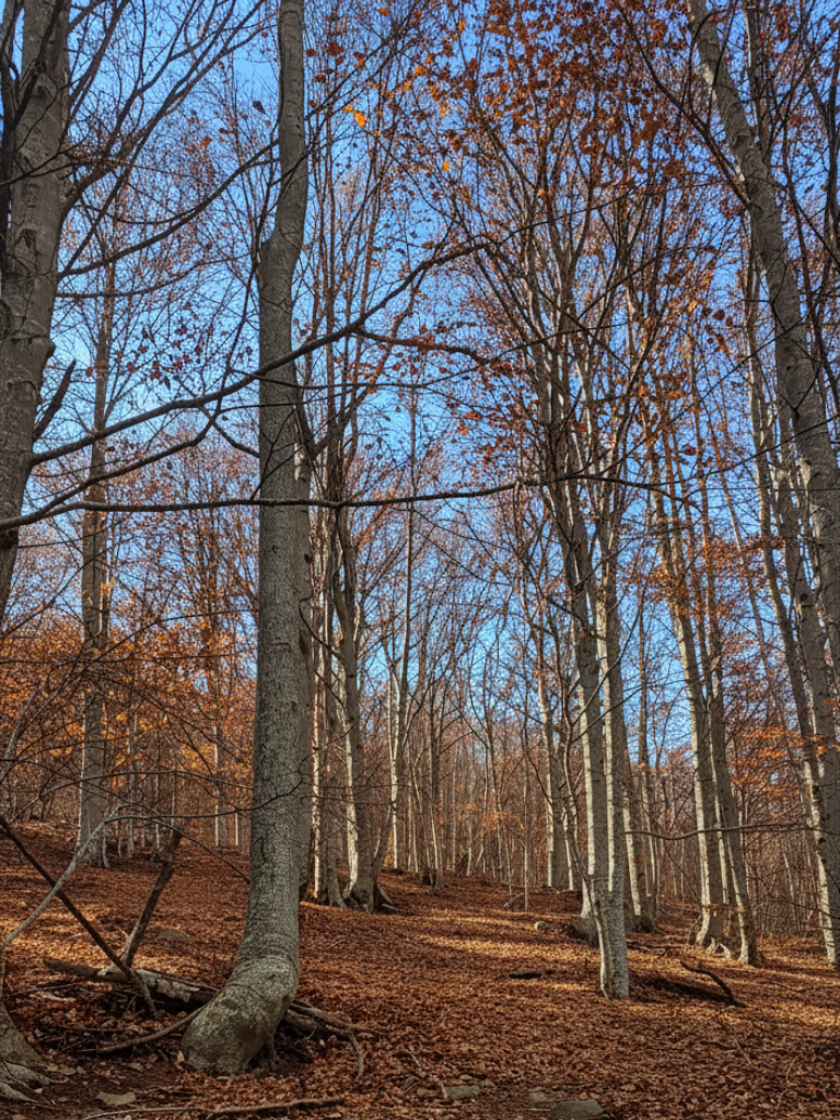 Inicio del sendero hacia el Turó de l’Home entre los hayedos del Montseny