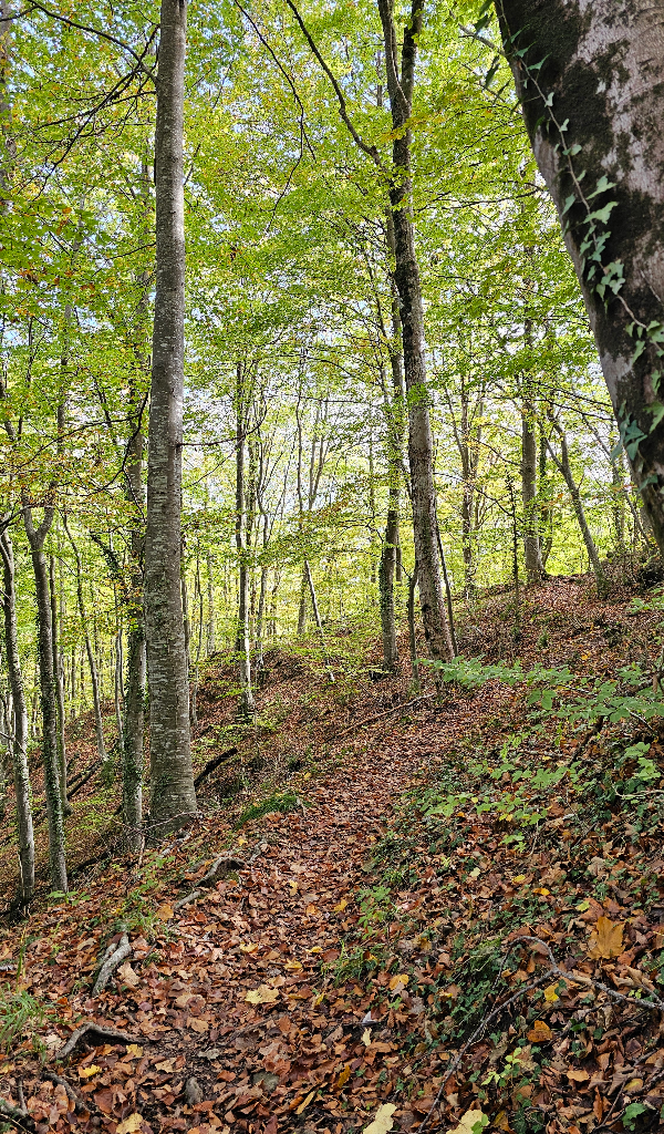 Sendero entre bosques en las faldas del Puigsacalm durante la ruta circular de la Grevolosa