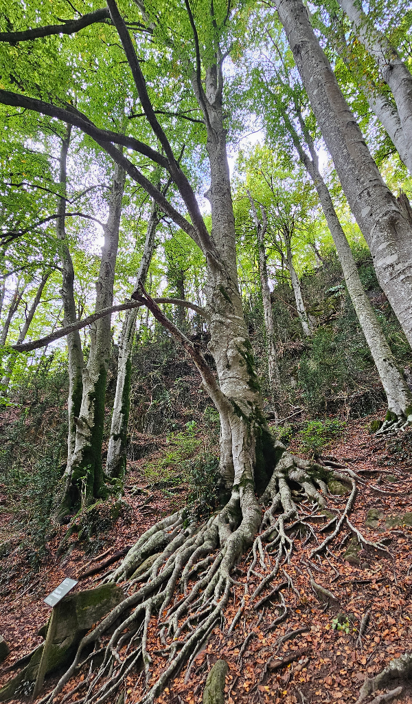 Árboles centenarios del hayedo de la Grevolosa con tonos otoñales