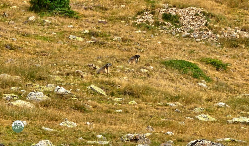Marmotas observando el prado