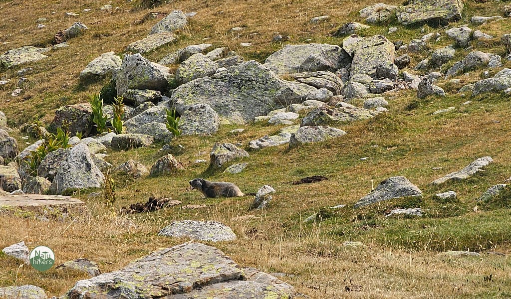 Marmota alpina