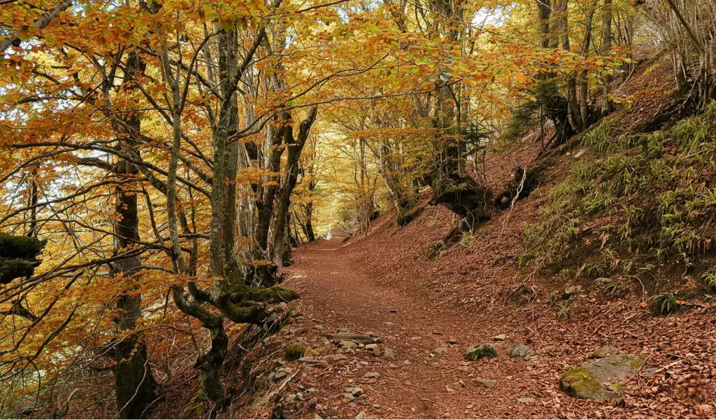 senderismo otoñal entre hayas del Bosque de Carlac en el Valle de Aran