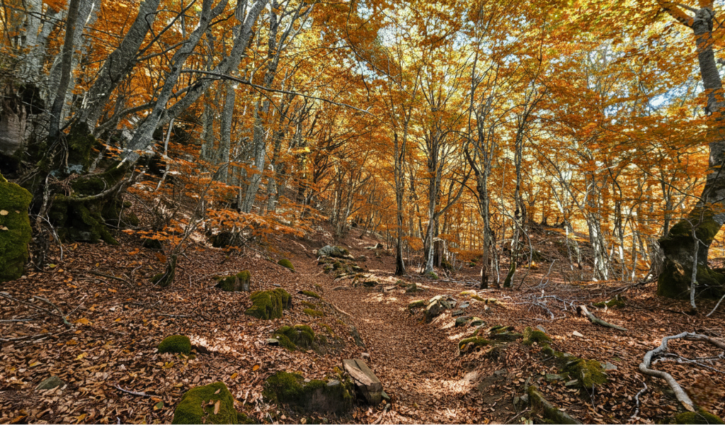 bosque de carlac en otoño, senderismo mágico Vall d’Aran