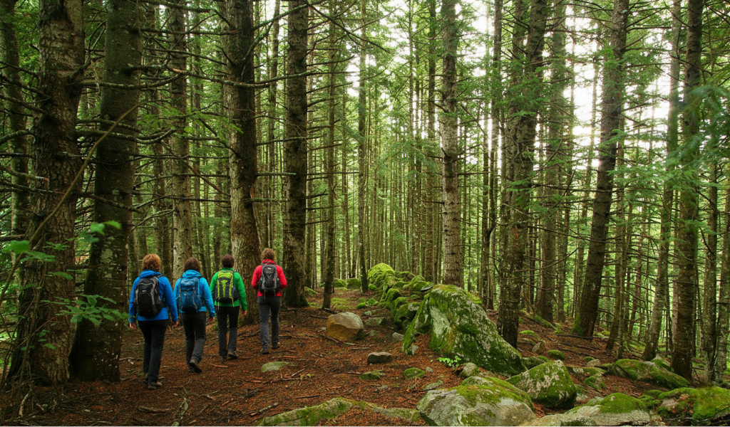 bosque de gerdar en excursión por los abetos del Pirineo