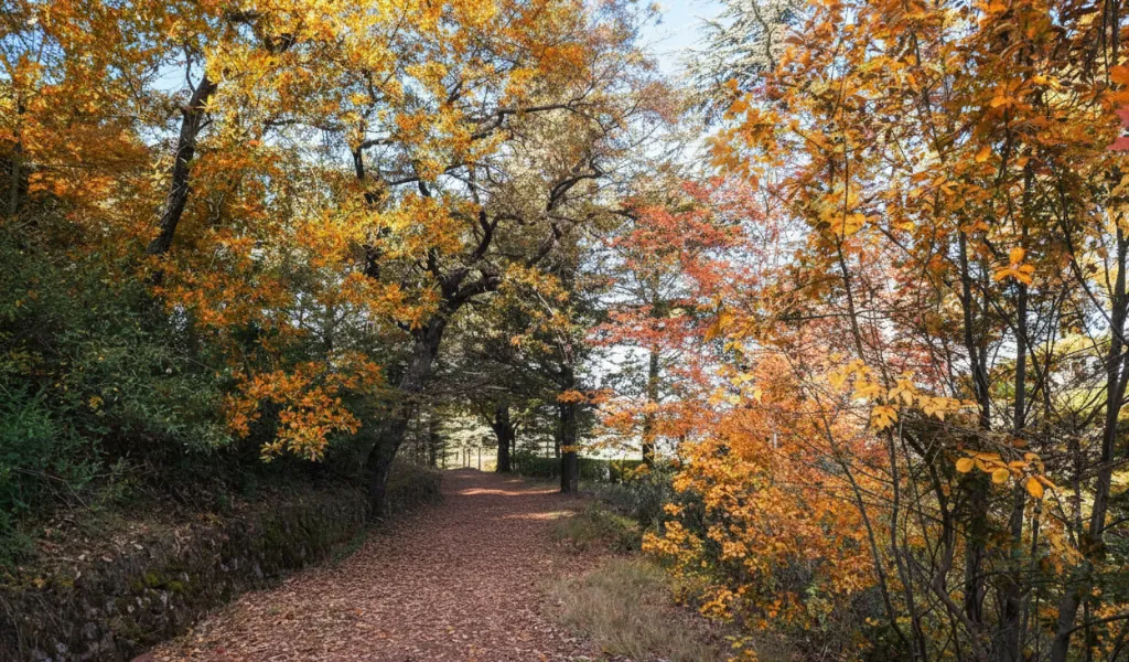 El bosque de Poblet, una de las mejores rutas de senderismo en otoño