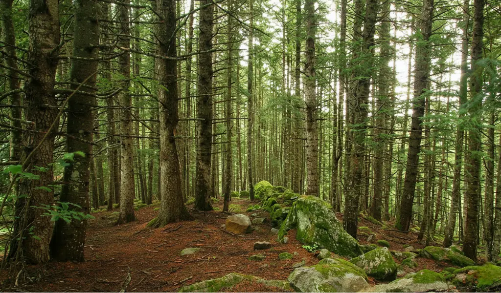 bosque de abetos en el Pirineo catalán durante el otoño