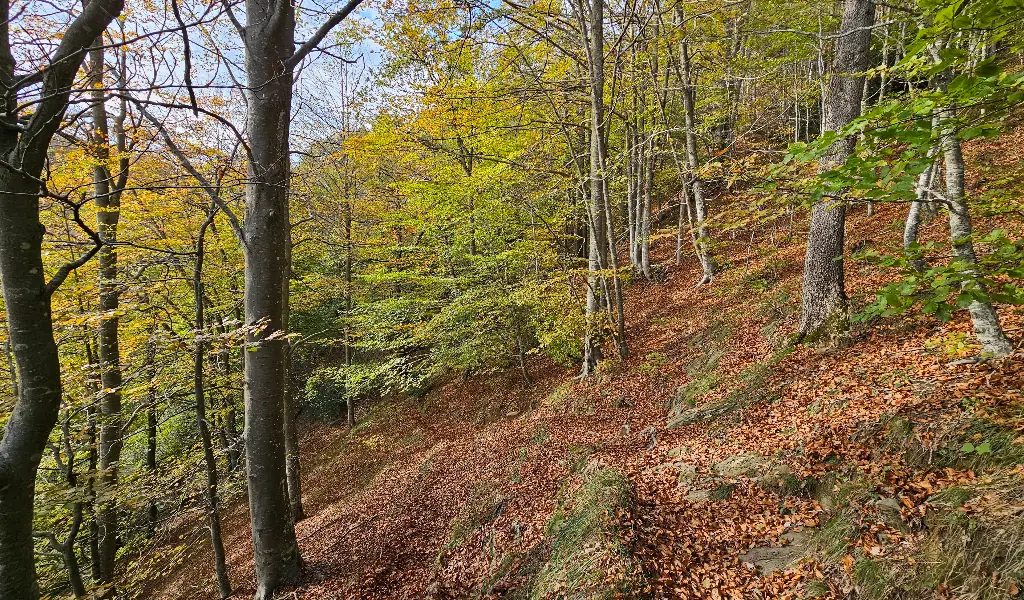 senderismo otoñal entre hayas centenarias en la Fageda de la Grevolosa, Puigsacalm