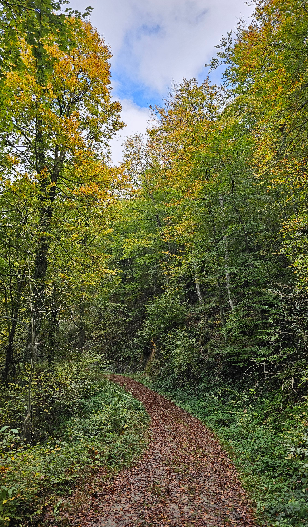 Sendero de inicio hacia la Fageda de la Grevolosa desde la Collada de Bracons