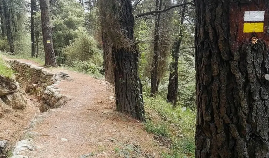 qué significan las marcas de senderismo en PR: señal blanca y amarilla en árbol